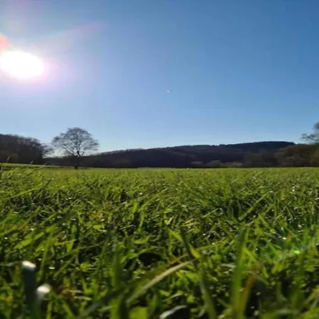 Delightful In Near Forest