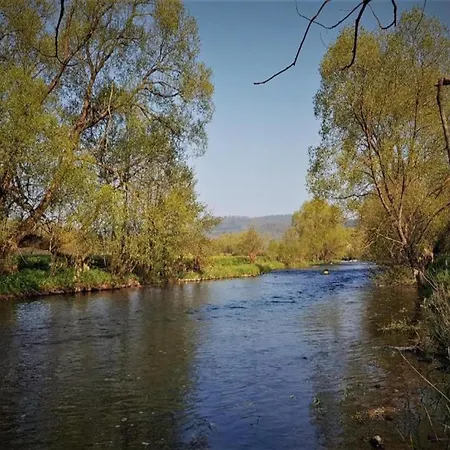 Delightful In Near Forest *