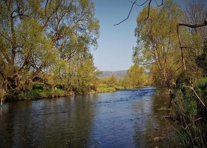 Delightful In Near Forest *